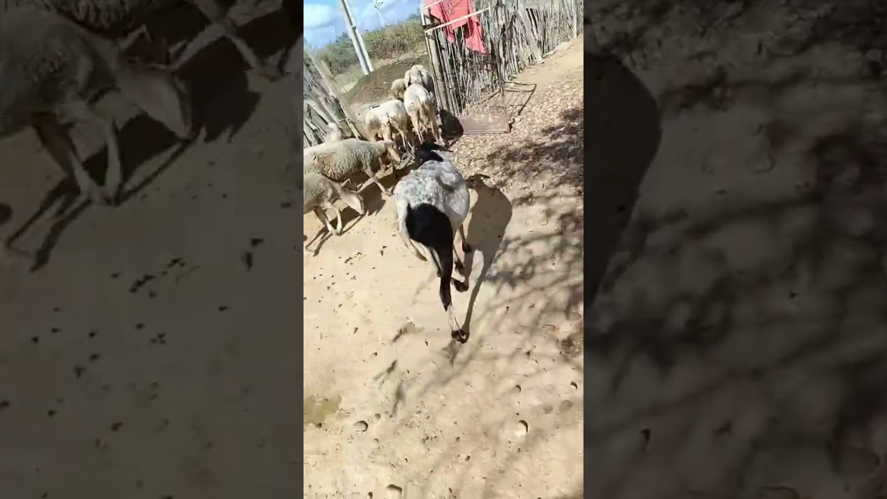 tenha um pet, uma boa terapia 