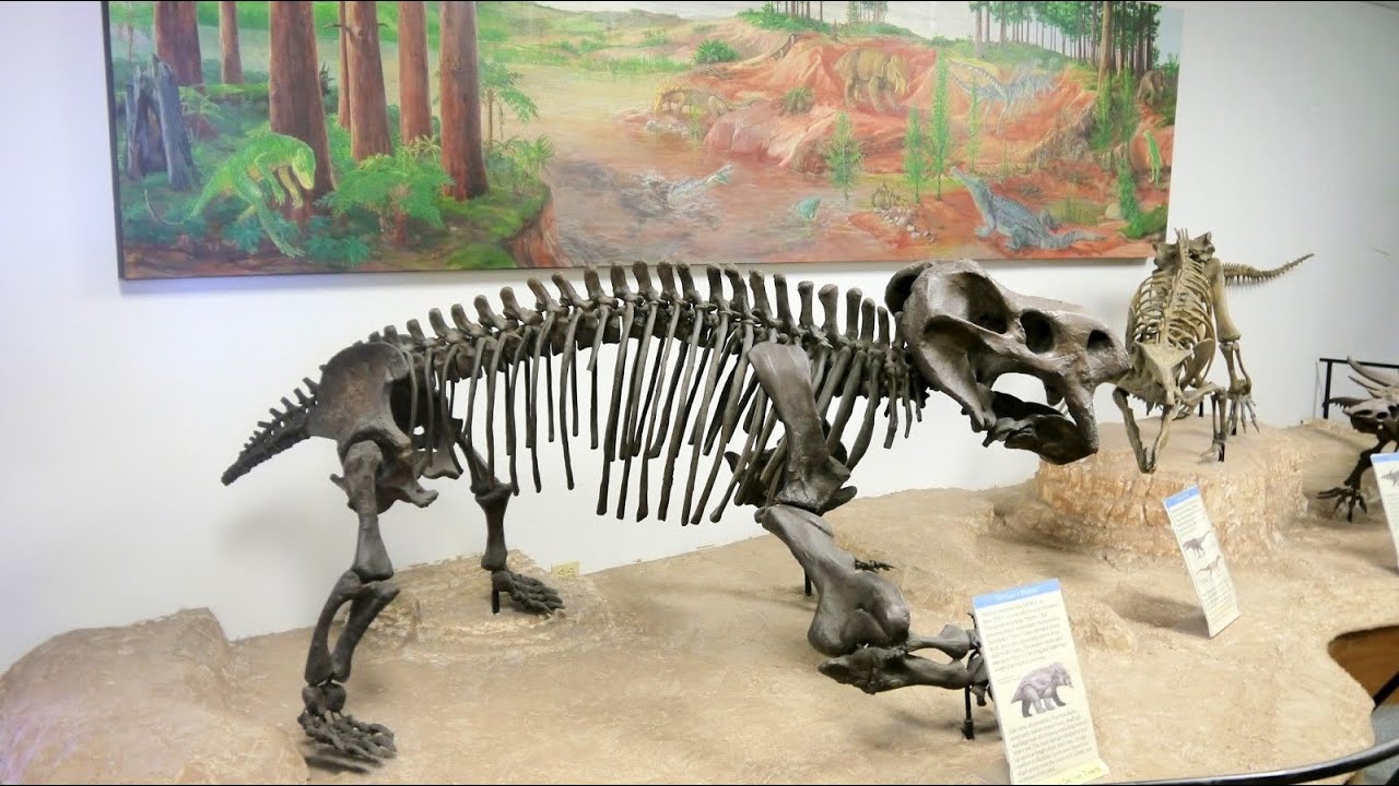 Therapsida / human ancestor from more than 279.5 million years ago
