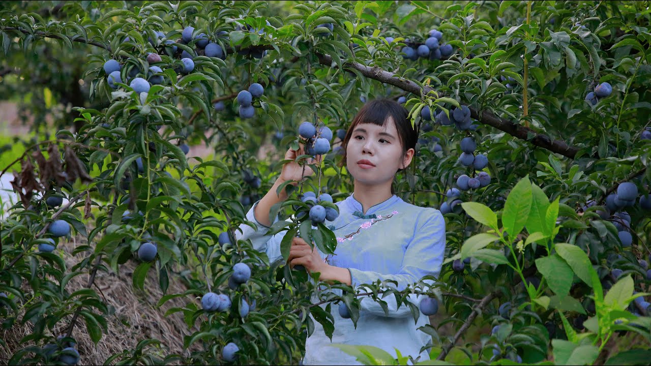 Village girl homemade plums fruit.一個視頻集齊李子的全部做法：蜜餞 | 醬 | 罐頭 | 涼粉 | 酸嘢 | 排骨和豬大腸丨Lizhangliu Channel