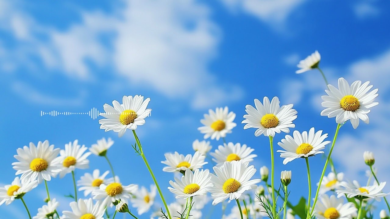 가을의 황금빛처럼, 나의 삶에도 풍요로움이 가득 차오른다, 편안한 음악 | Relaxing Music