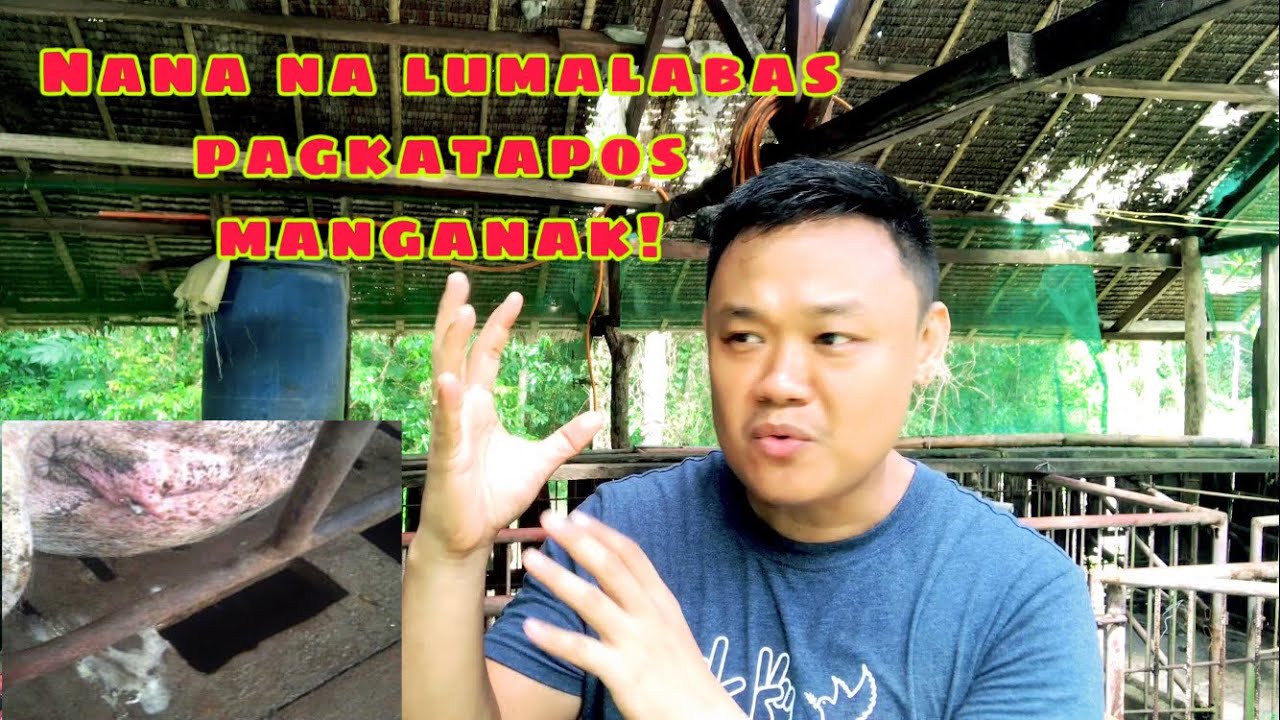 Bakit may nana na lumabas ilang araw pagkatapos manganak ang inahing baboy | Ryan Patenio
