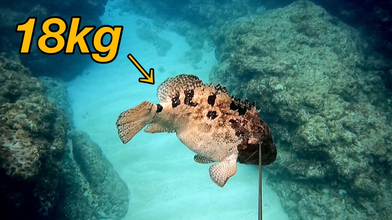 【魚突き】高級魚とれました。ハタ18kg