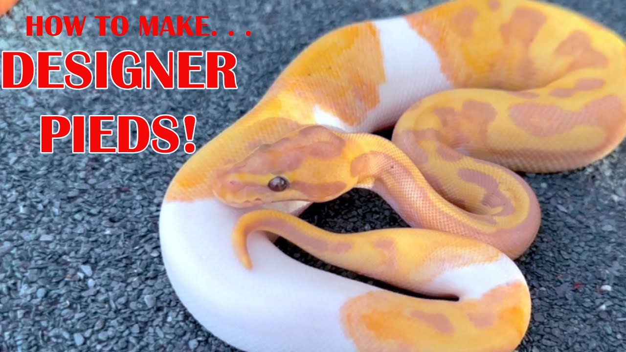 3 GENERATIONS OF MULTI-GENE PIED BALL PYTHONS!