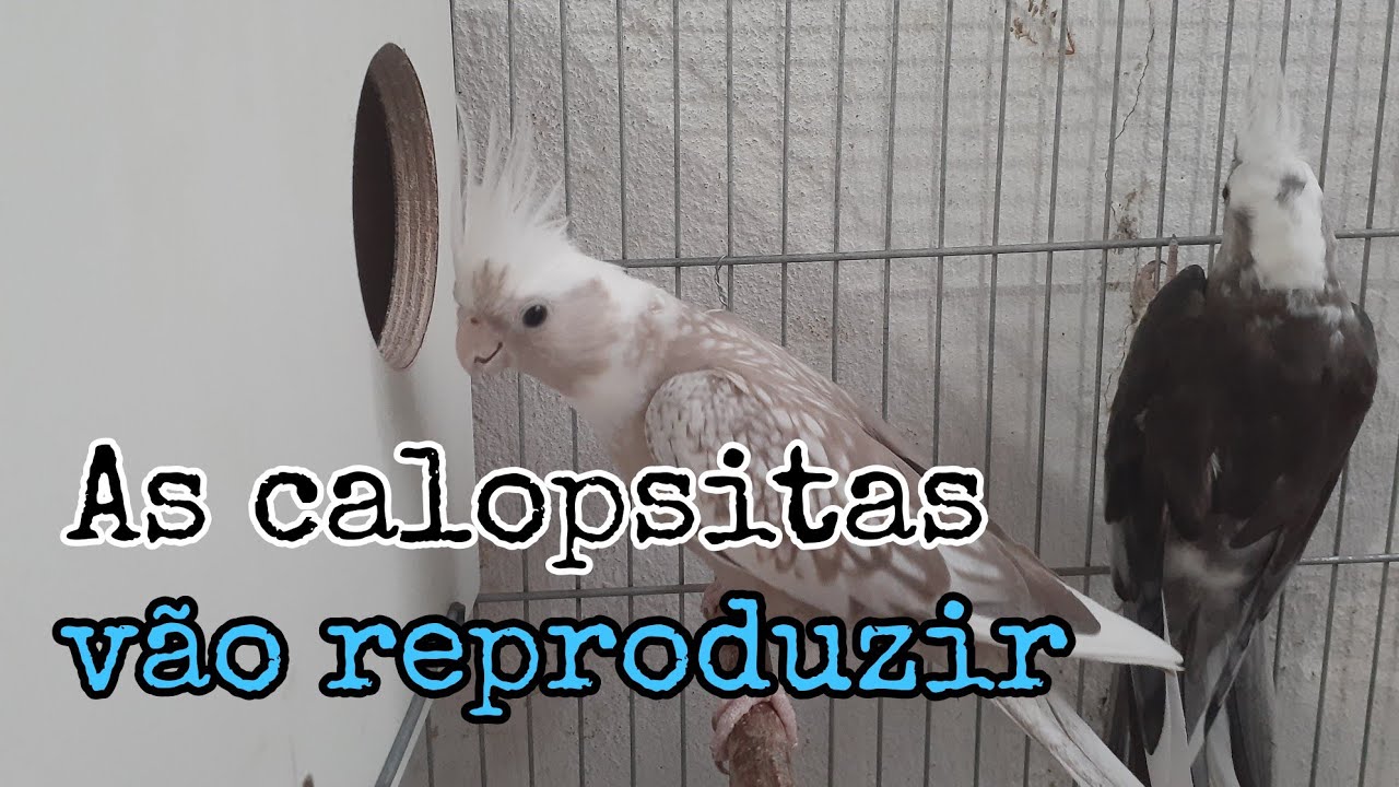 COMO PREPARAR GAIOLA E NINHO PARA AS CALOPSITAS REPRODUZIREM