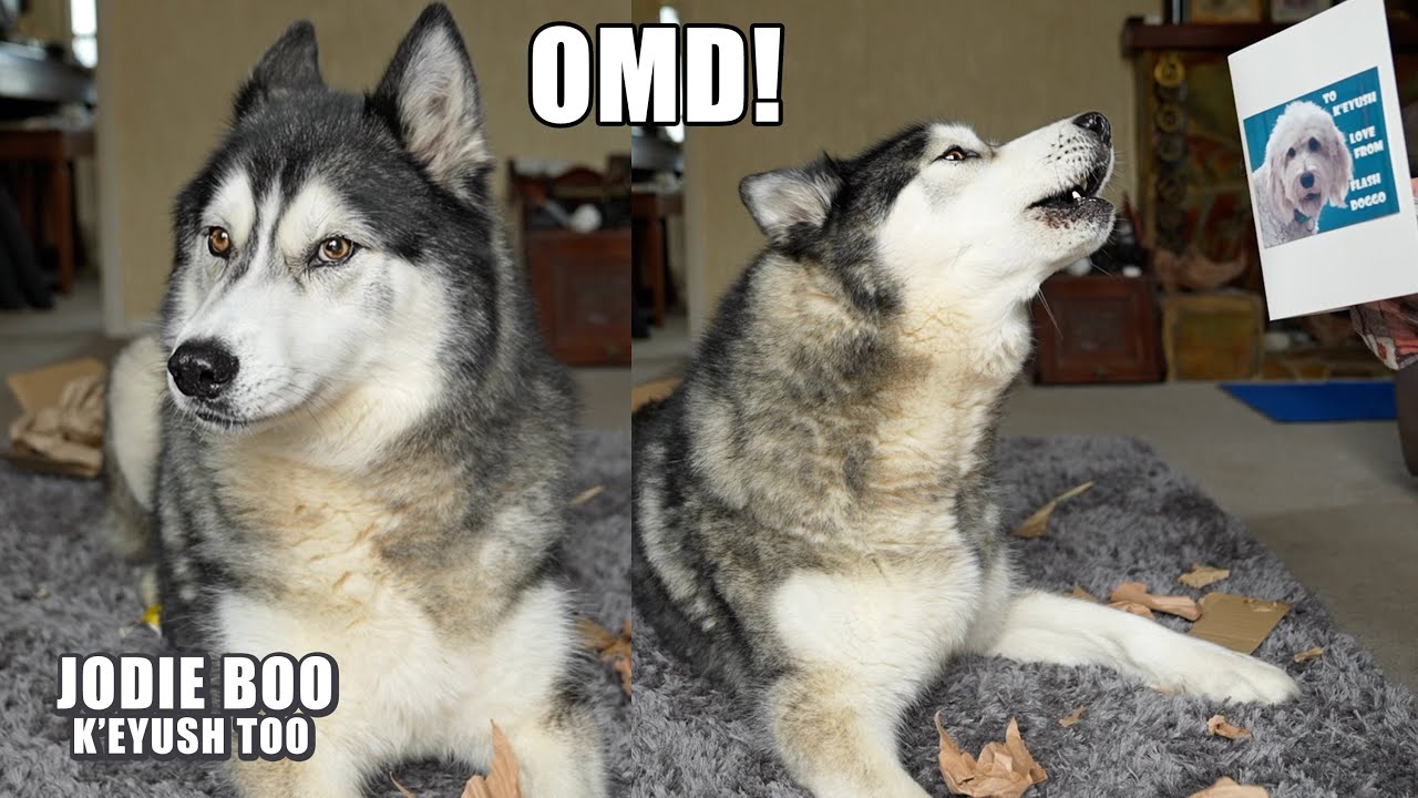 My Husky Was Totally Shocked By This Gift & So Was I!