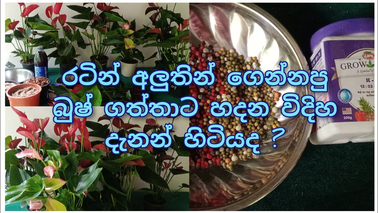 අලුතින් ආපු Bushes ගත්ත ඔයාලත් පැල හැදුවේ මේහෙමද බලන්නකෝ.ඔයාටත් පුළුවන් මේ වගේ පොට් පිටින් පැල ගන්න