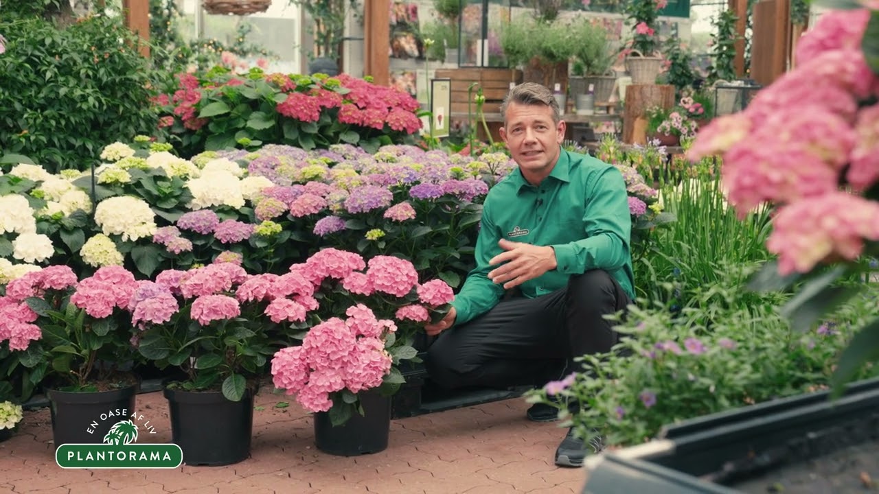 Krukkehortensia | Plantorama