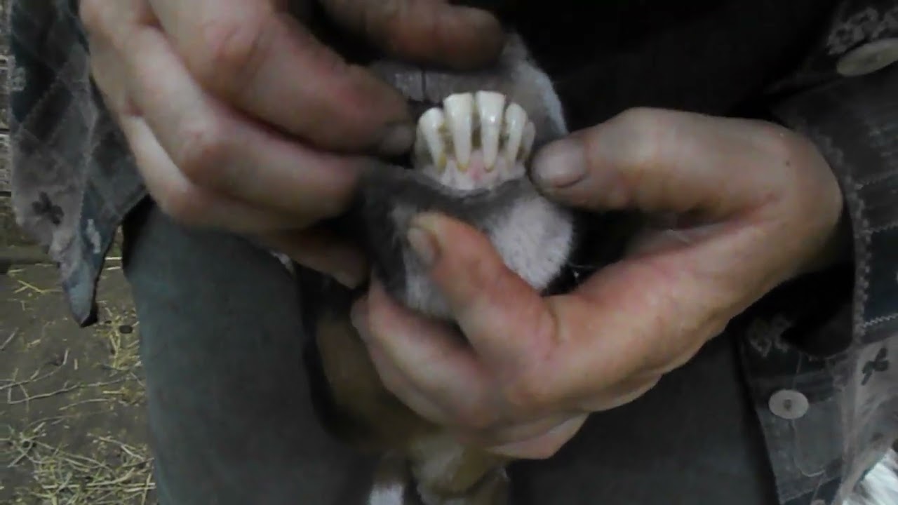How Old is my Goat / Sheep ? Aging goats by their teeth.
