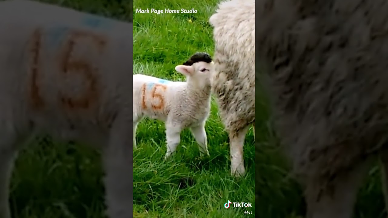 Vid&eacute;os marrante