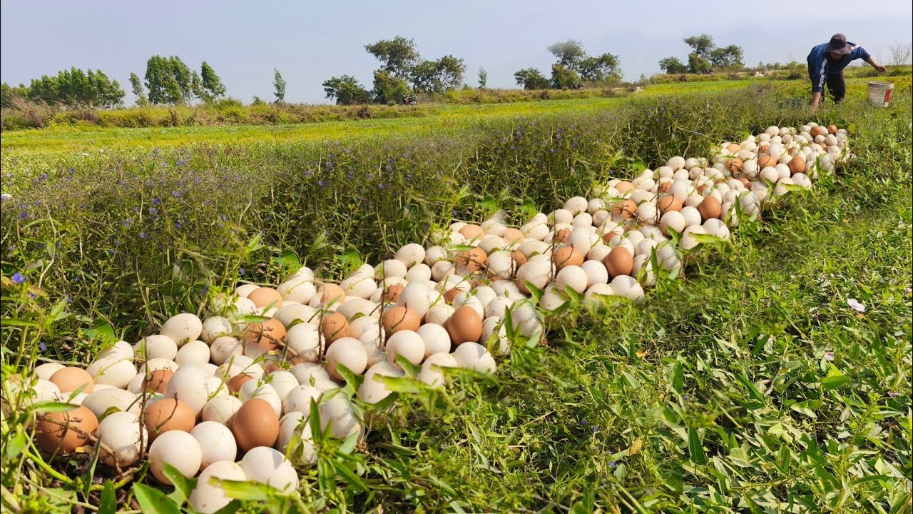 wow wow A female fisherman either lays eggs in a rice field or lays many eggs.