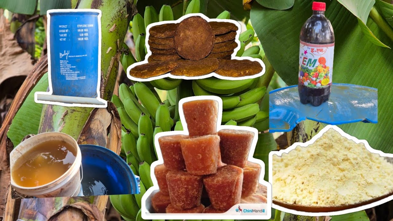 पाणी: २०० लिटर शेण: १० किलो गोमूत्र: ५ ते १० लिटर गूळ: २ किलो.  २ किलो ( बेसन पीठ) #जीवामृत #शेतकरी 