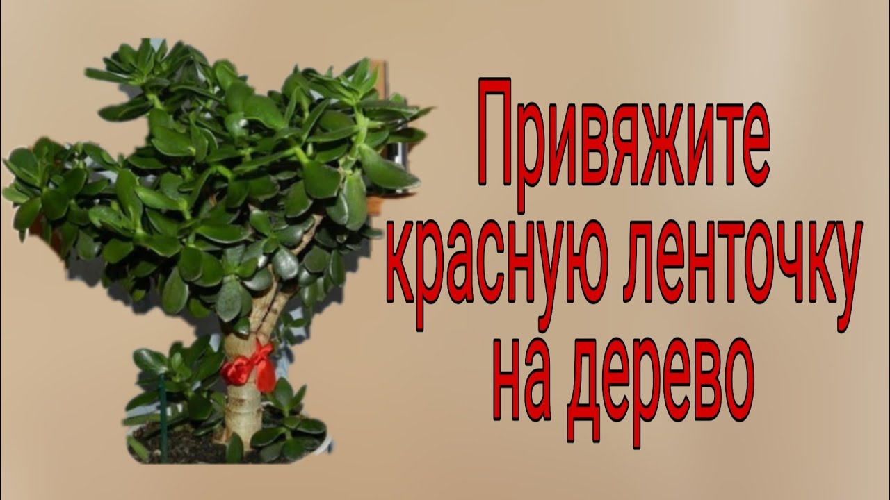 Привяжите красную ленточку на дерево. | Тайна Жрицы |