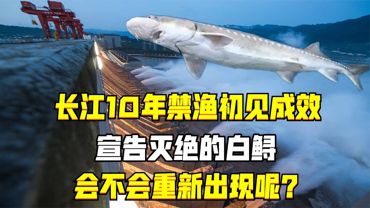 長江10年禁漁初見成效，宣告滅絕的白鱘，會不會重新出現呢？