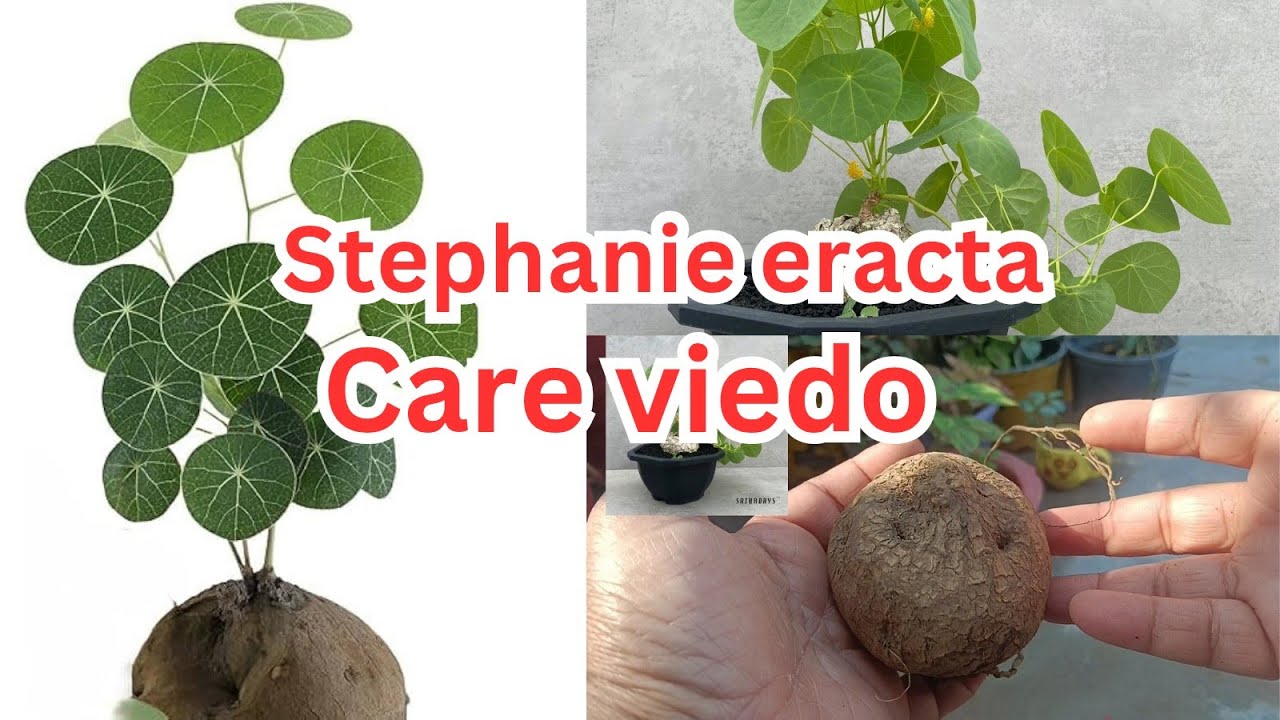 Stephania erecta plant grow method, information about full care viedo, online shopping
