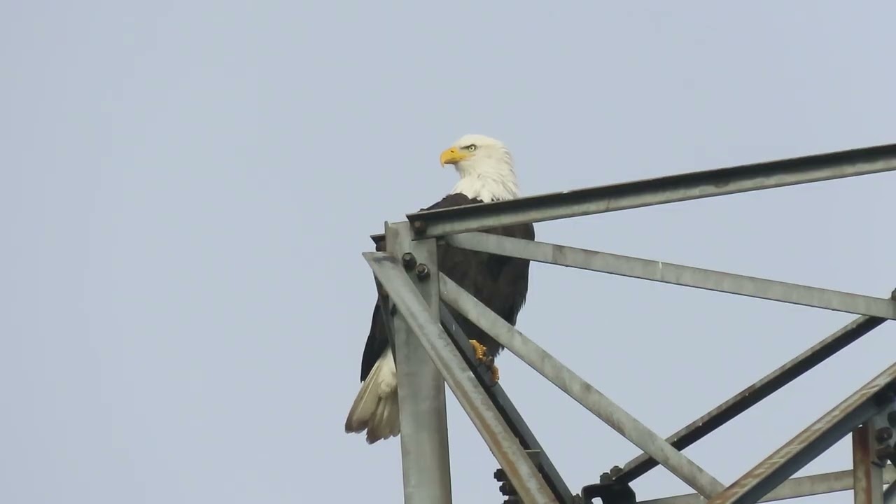 1/18/26 - Eagle on power tower flies off to wet lands