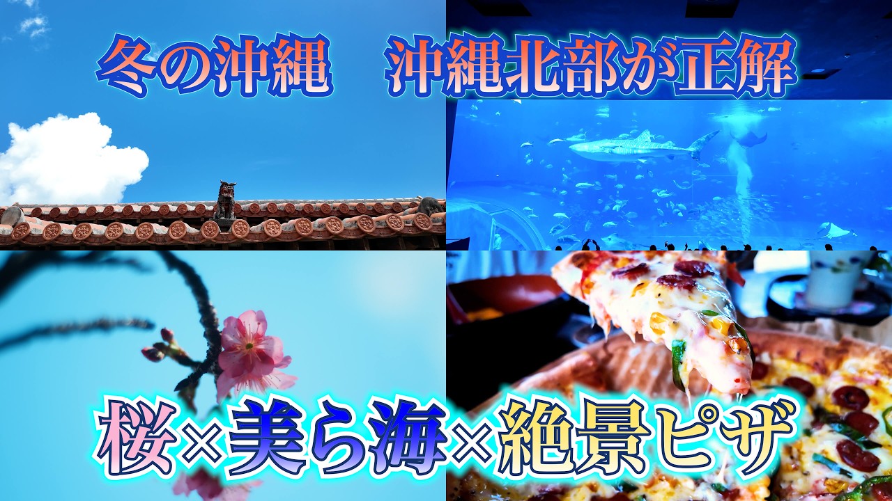 【沖縄北部】失敗しない王道ドライブ♪ 泳がない冬こそドライブシーズン！無料イルカ・世界遺産の桜・美ら海を巡る旅路