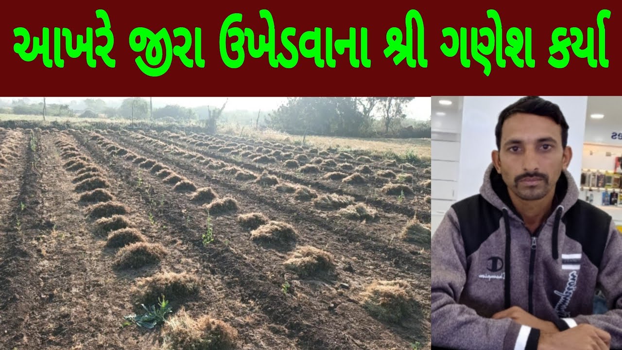 આખરે જીરા ઉપાડવાના શ્રી ગણેશ કર્યા, જીરા માં હાર્વેસ્ટિંગ jira me harvesting,jira ,jiru 