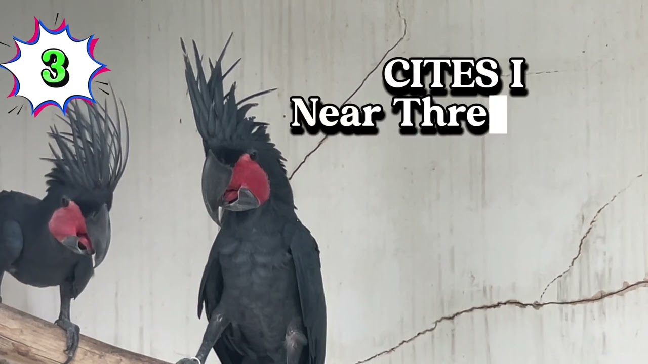 List of Parrot Species in Asuero Aviary Part I