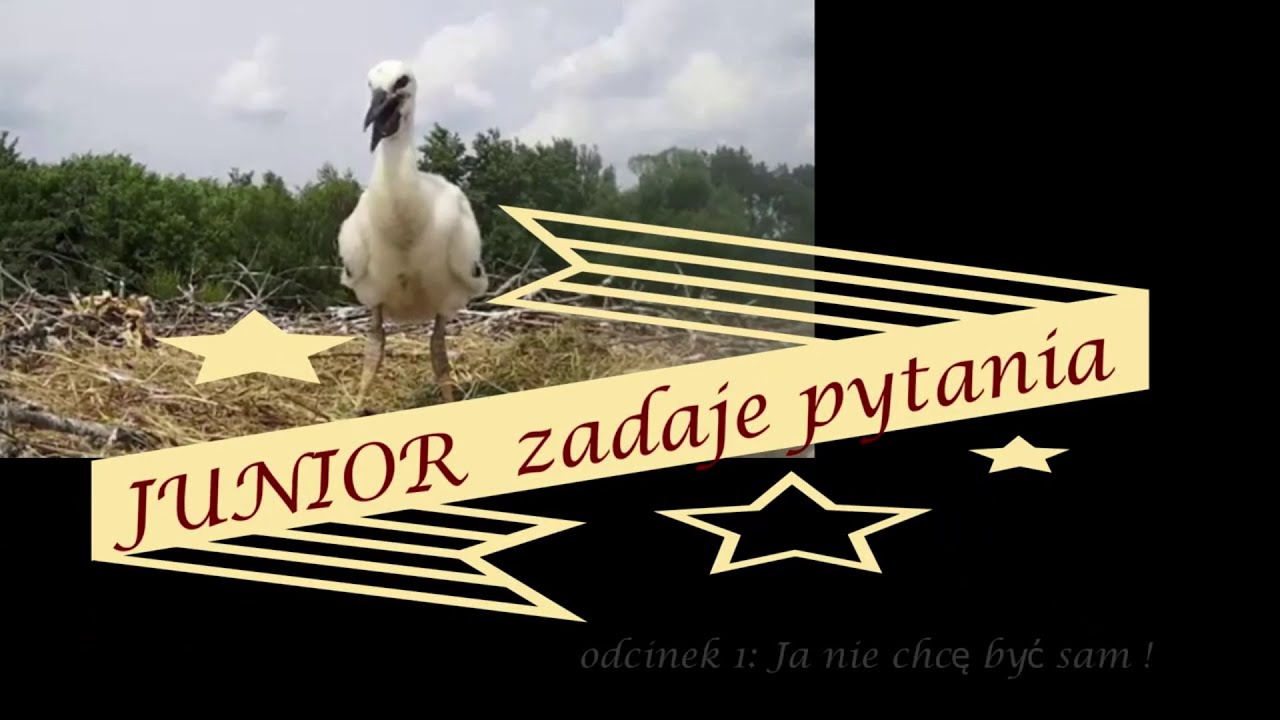 Autopromocja, czyli Gwiazdka dla Kaziolubów ?:)