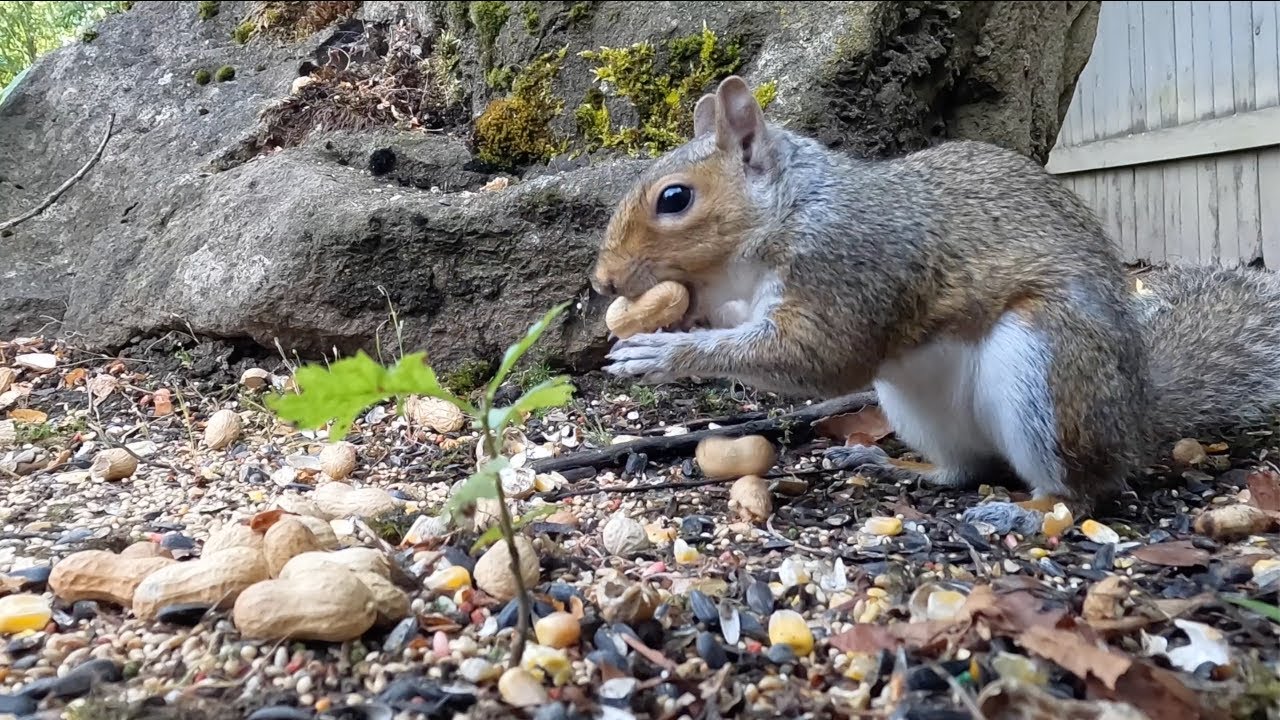 Nature Tails Wild Life Indoor Pet Entertainment Tv - Squirrels and Birds Videos for Cats and Dogs