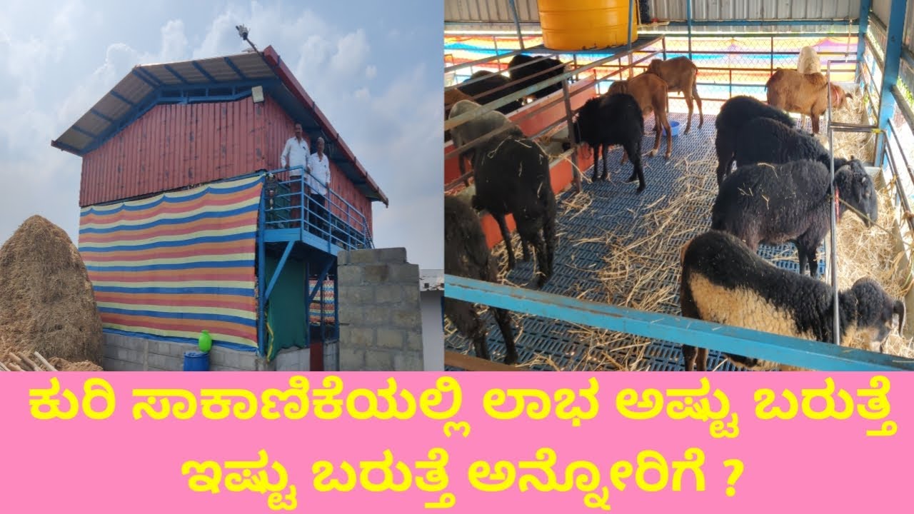 ಕುರಿ ಸಾಕಾಣಿಕೆಯಲ್ಲಿ ಲಾಭ ಅಷ್ಟು ಬರುತ್ತೆ ಇಷ್ಟು ಬರುತ್ತೆ ಅನ್ನೋರಿಗೆ People sheep farming