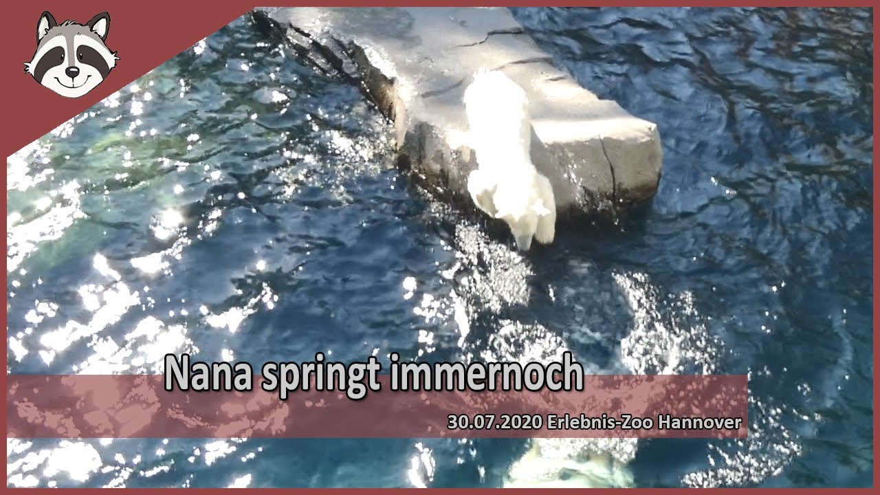 Eisb&auml;rchen Nana springt immernoch
