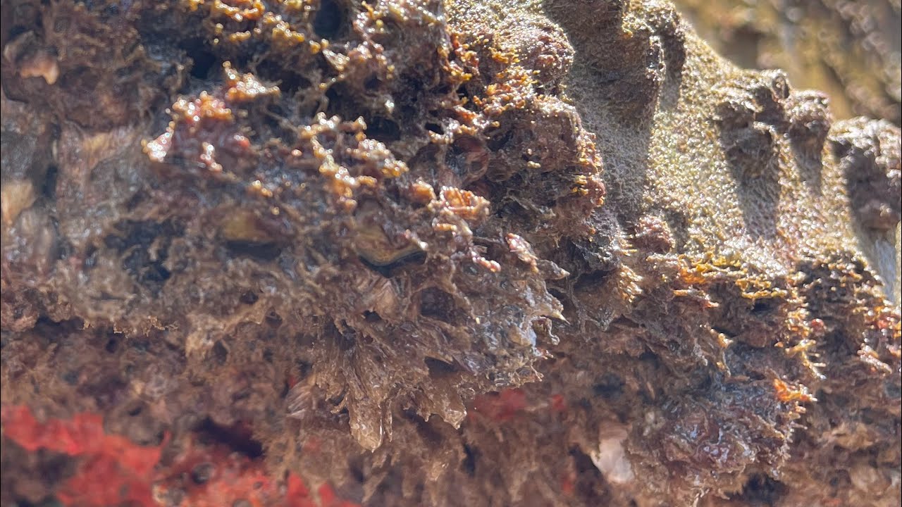 ASMR Boat Clean – Satisfying Barnacle Removal | No Talking (238)