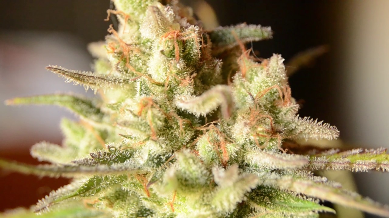 Confusion Breath - Week 8 Update