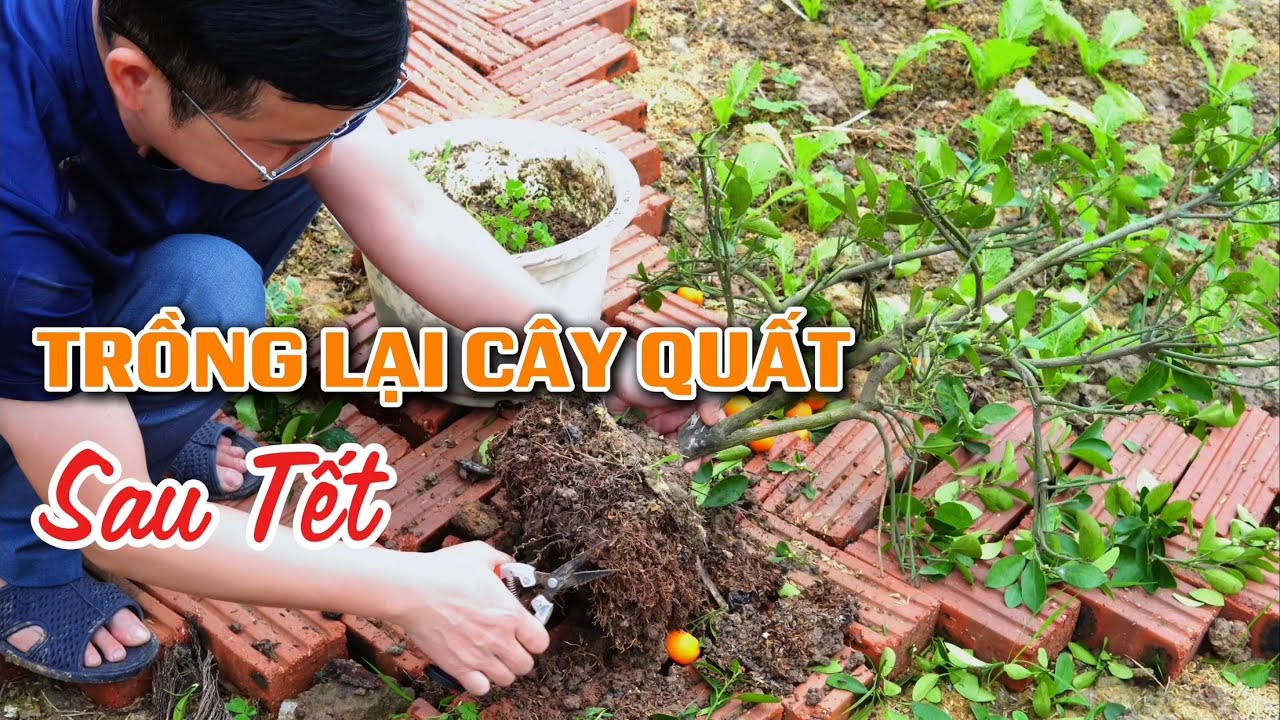 Trồng lại cây Quất cảnh sau khi chơi Tết âm lịch