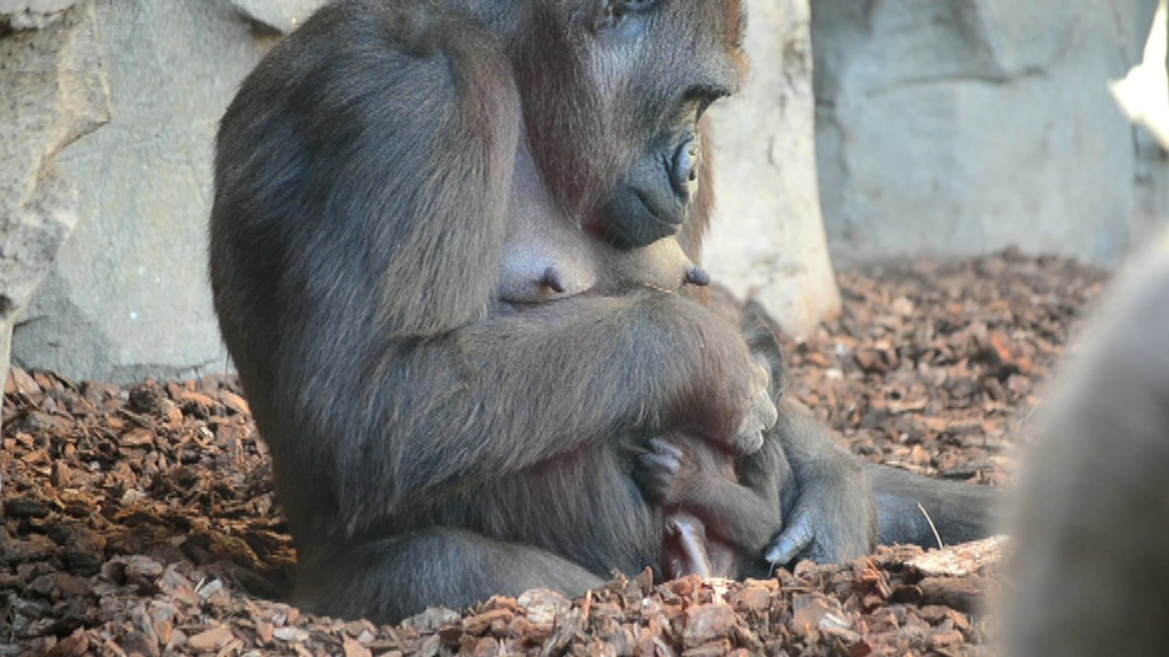 La bebé gorila nacida en BIOPARC Valencia cumple 3 meses (#ExperienciasBioparc)