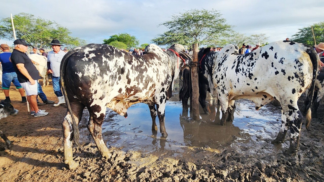 FEIRA DO GADO EM CACHOEIRINHA-PE  16-04-2026 #nordeste