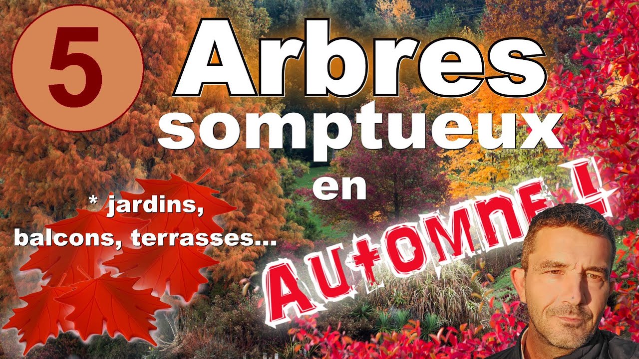 Arbres aux somptueux feuillages d'automne ! - [5 espèces pour jardins et balcons]