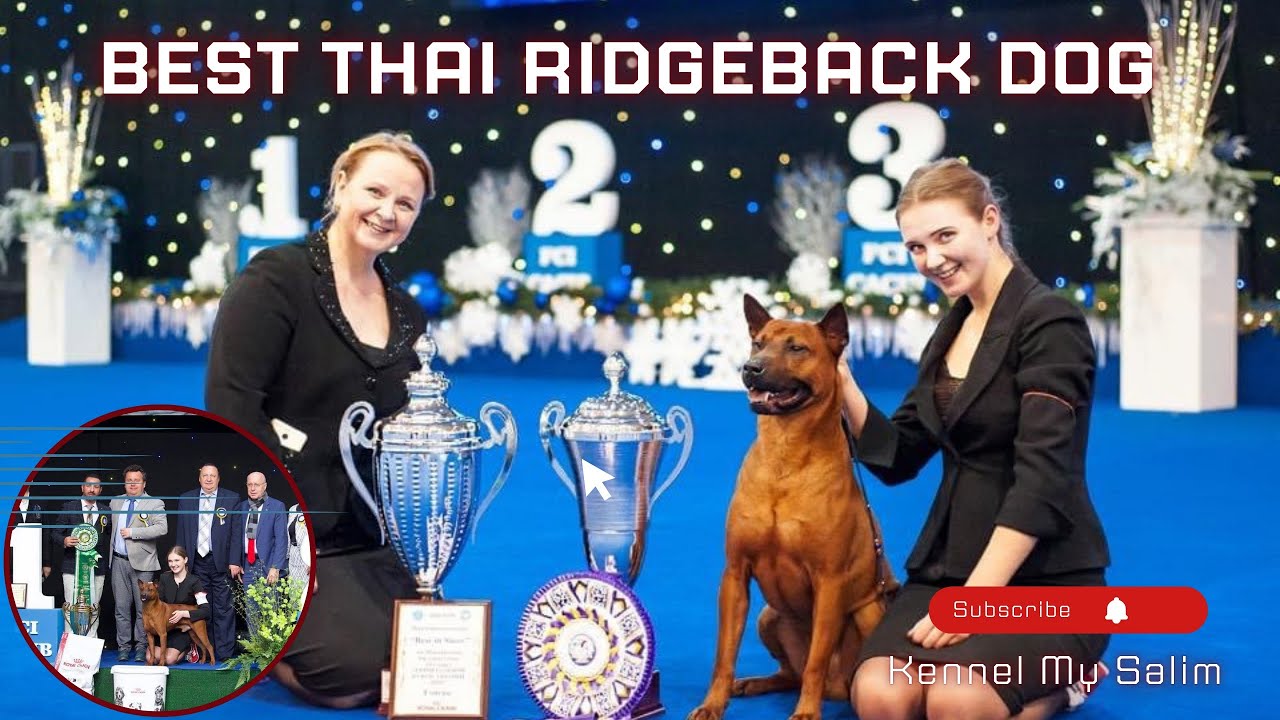 THAI RIDGEBACK DOG : DOG SHOW  #viralshorts #yutubeshorts #show