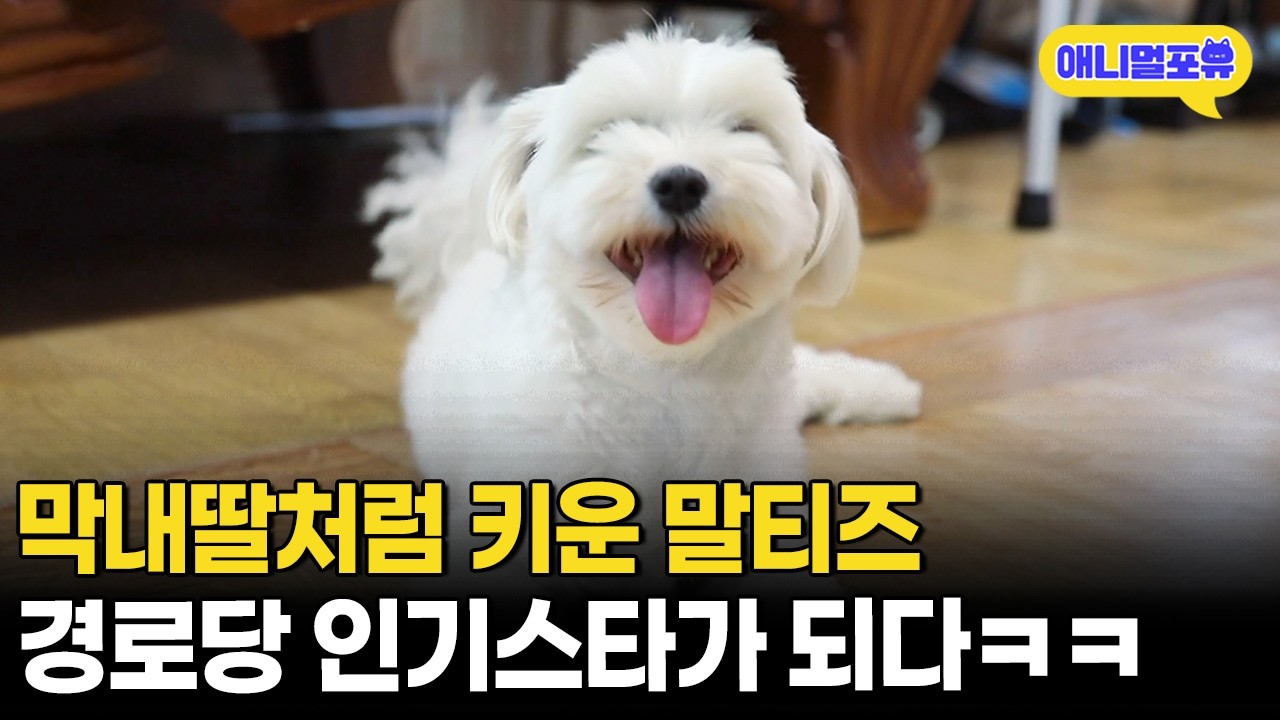 애교쟁이 말티즈의 등장으로 경로당의 공기가 바뀌는데..!ㅣKBS 동물극장 단짝 230805 방송