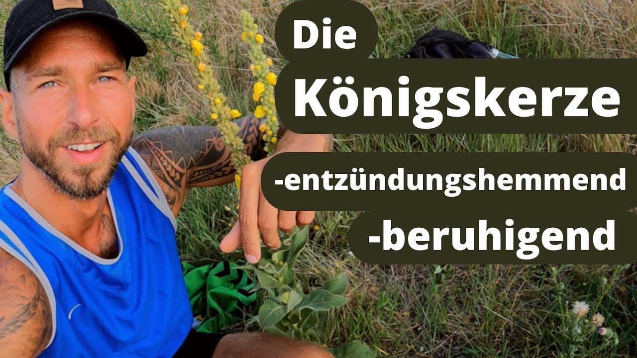 Die Königskerze - gesunde, honigsüße Schönheit