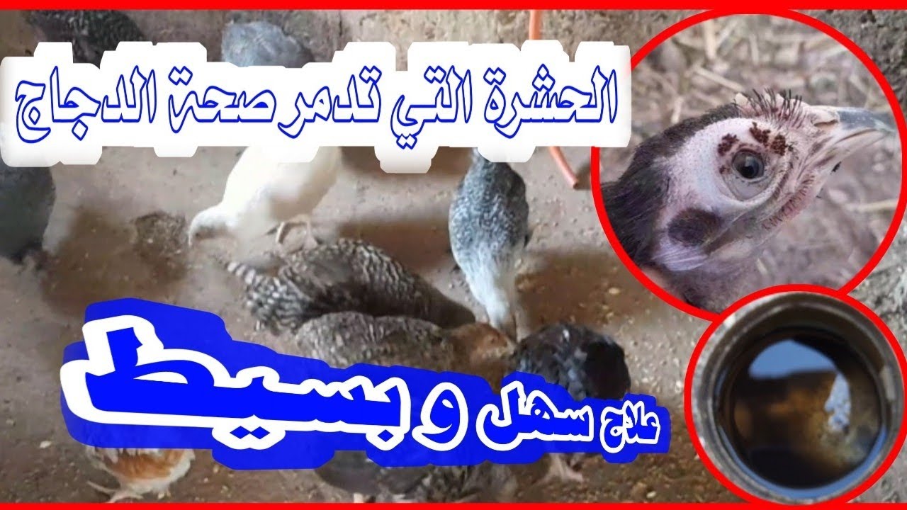 علاج حشرات التي تدمر صحة الدجاج بطريقة سهلة و متوفرة و في متناول الجميع
