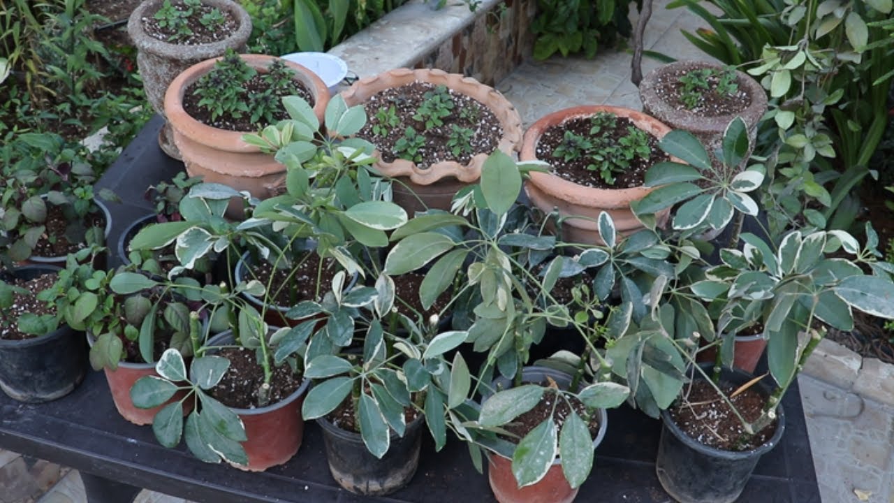 زراعة ريحان الزينة البنفسجي وتكثير بعض النباتات