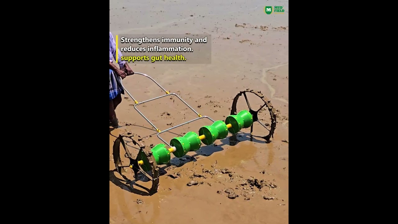 Rakthasali | Traditional Rice | Mudfield Farms | Natural Farming | Sustainable Agriculture