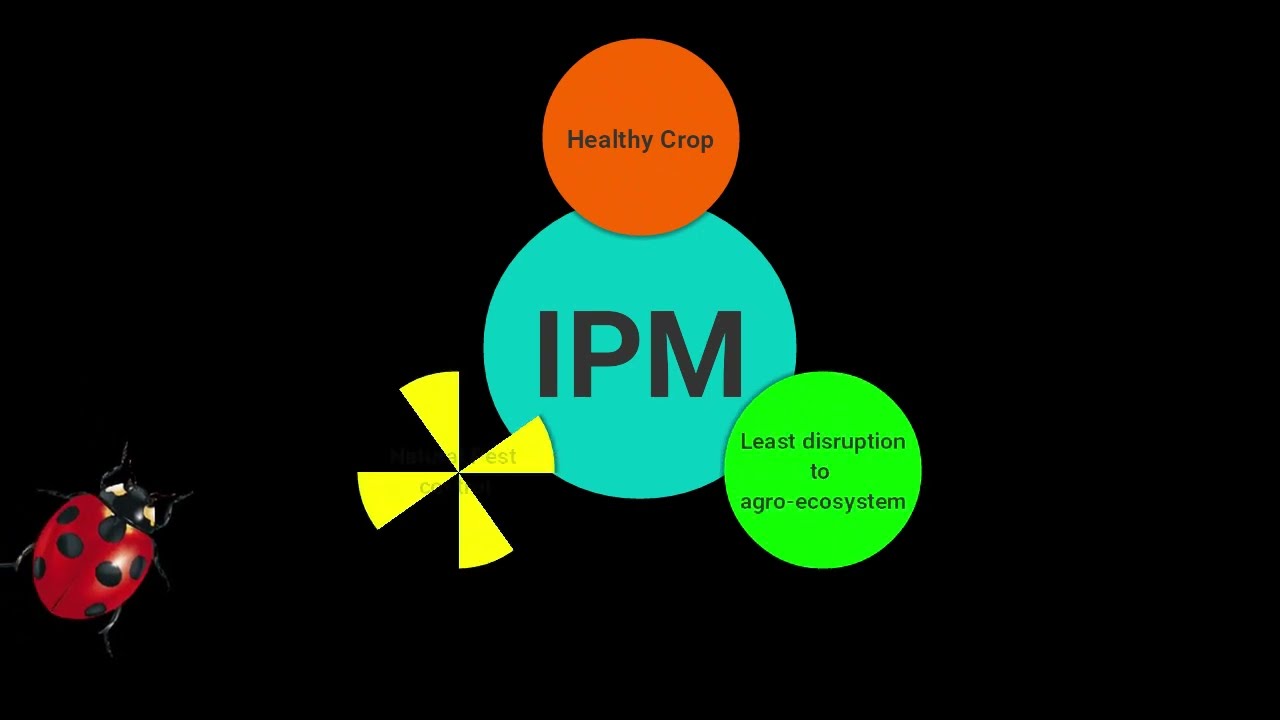 Integrated Pest Management (IPM) in Maize - an effective & sensitive approach to pest management