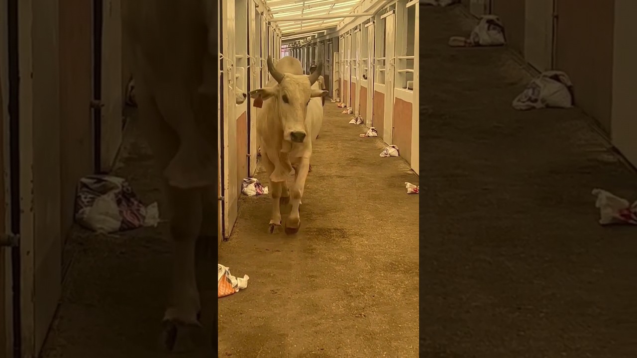 &iexcl;BERL&Iacute;N RANCHO LOS DESTRUCTORES DE MEMO OCAMPO, TORAZO 100% MEXICANO! #fyp #viral #lpv #destructores