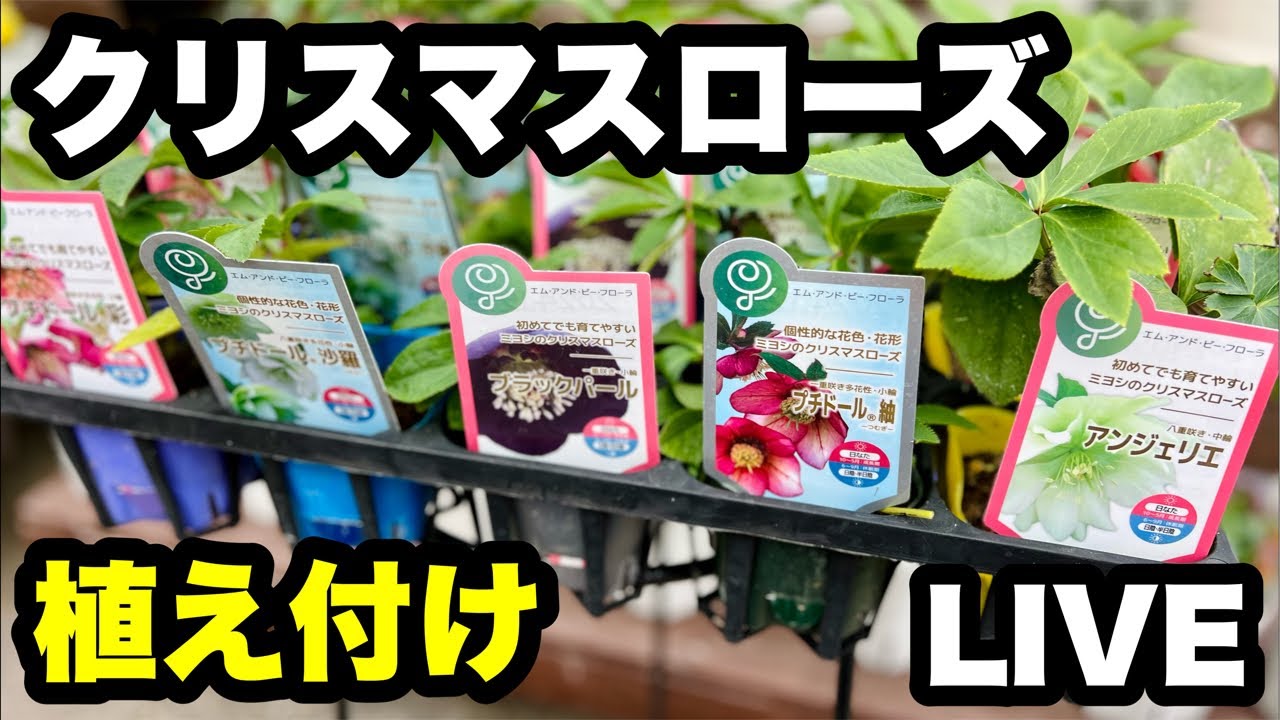 ■【クリスマスローズ】植え付けLIVE…ミヨシのクリスマスローズ盛りだくさん🪴