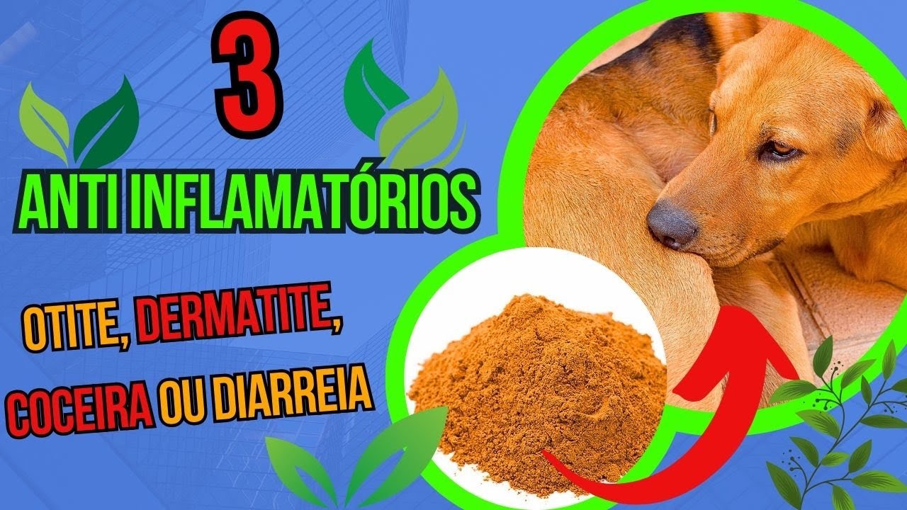 3 REMÉDIOS CASEIROS EFEITO ANTI INFLAMATÓRIOS NATURAIS PARA CACHORRO COM COCEIRA E COM DOR SEM COMER