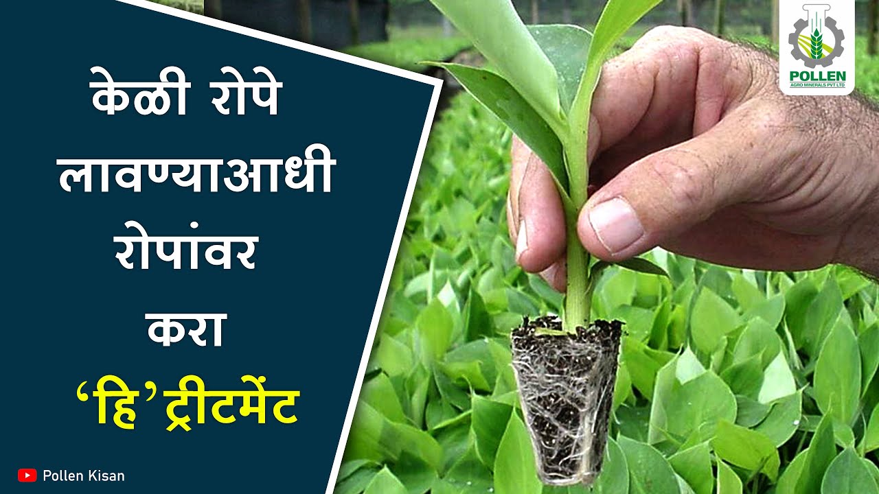 केळी रोपांची लागवड करण्याआधी काय करायला हवे ? | Pollen Kisan