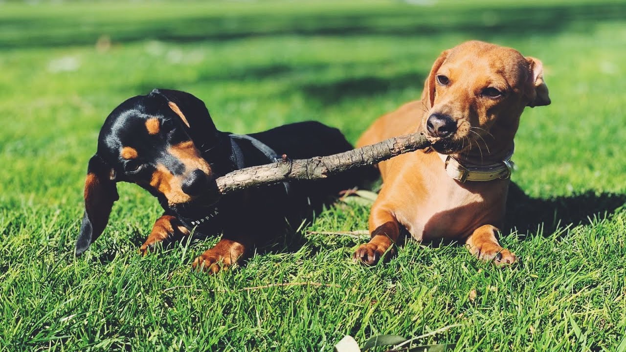remi the mini dachshund puppy | iphone edition