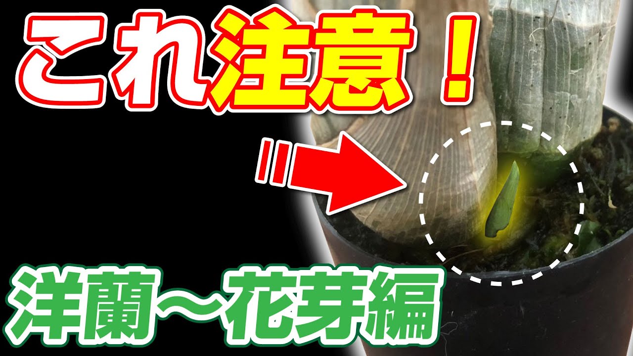 【洋蘭step2】これって何！？一年間の動きを把握しよう。花芽編＠seedpot
