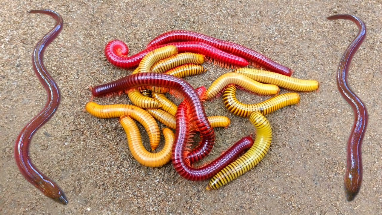 Wadidaw! Mencari kaki seribu, luwing dan ikan belut, ikanhias, ikanlele, kurakura lucu, ikanbetok
