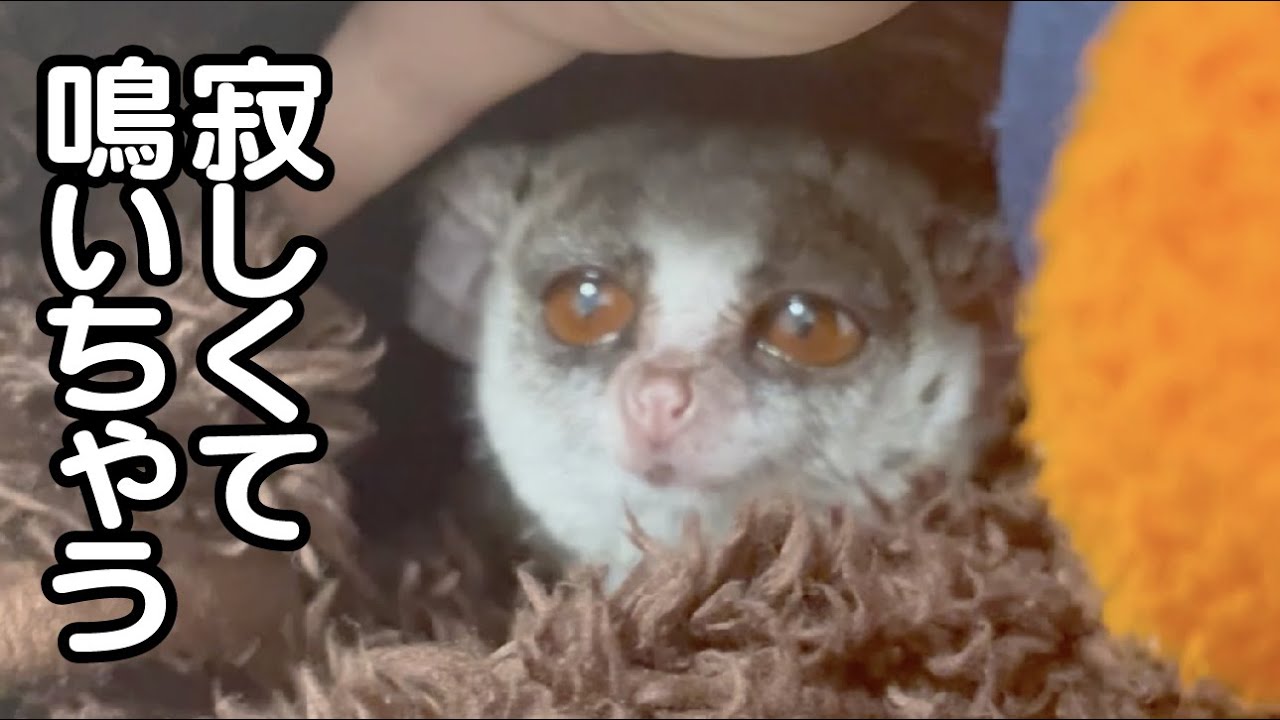 寝ながら鳴き出す赤ちゃんみたいな猿 / Pizzatoru the Bushbaby / ショウガラゴのピザトル #shorts