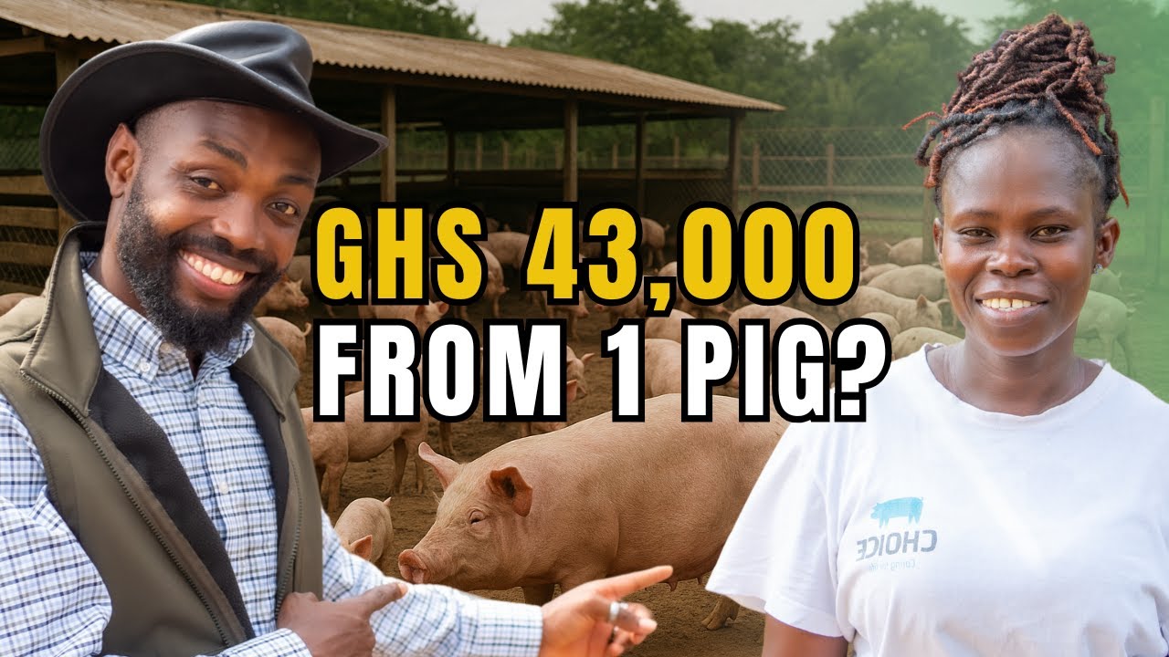 THIS IS HOW MUCH PROFIT SHE MAKES FROM PIG FARMING IN GHANA!!