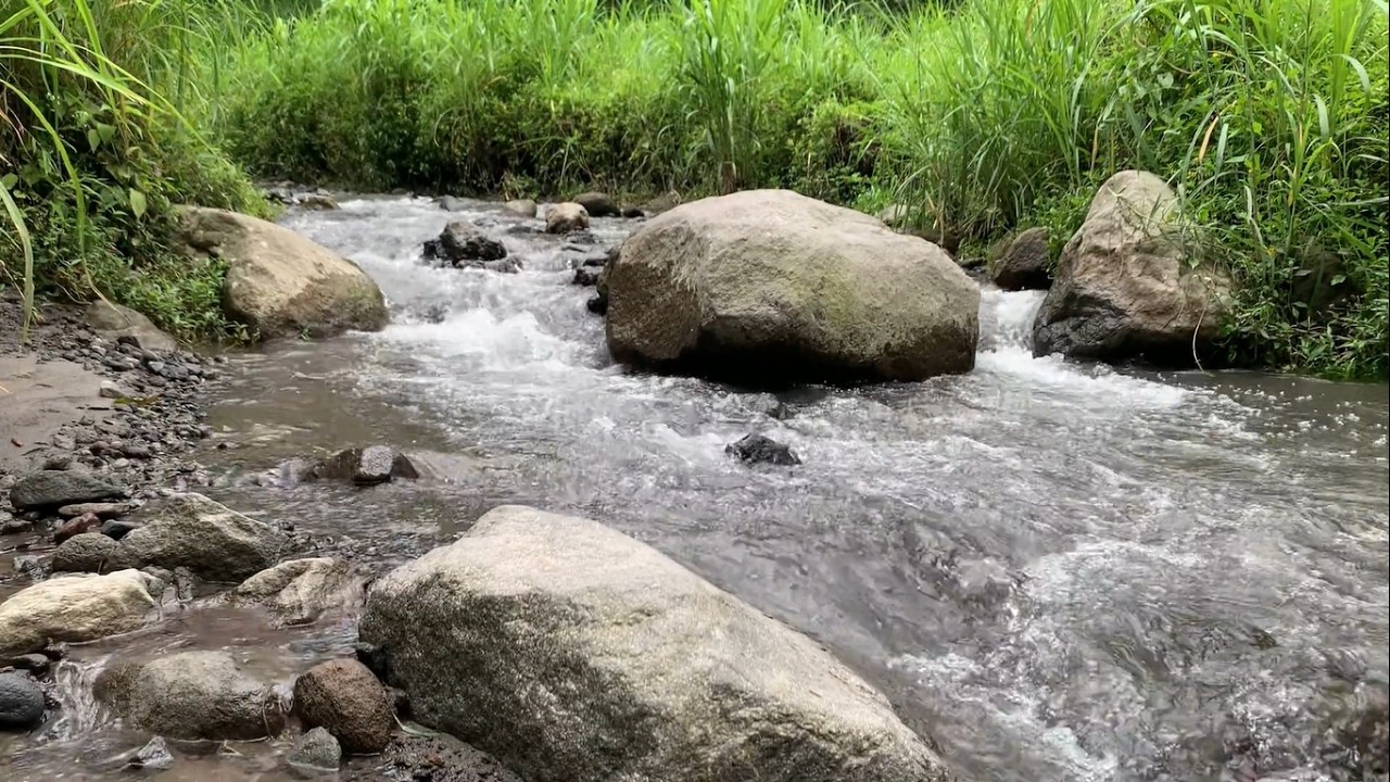Healing Forest Ambience with Tranquil River Flow for Sleep Meditation Stress Relief and Calm Focus