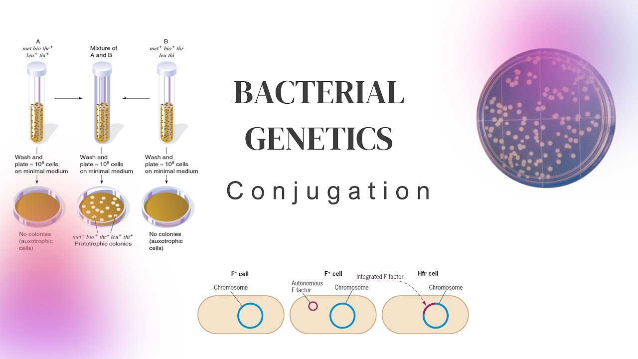 Bacterial Genetics | Conjugation | Inheritance Biology
